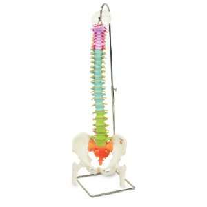  3B Scientific A58/9 Human Didactic Flexible Spine Model 