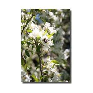  Honey Bee On Blossom Wakefield Quebec Giclee Print