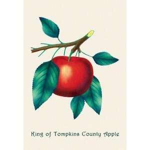   30 stock. King of Tompkins County Apple 