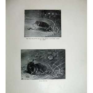  1904 Millais Moles Fighting Worm Mammals Nature Animals 