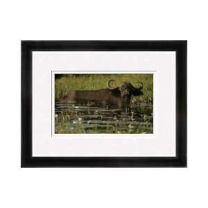  African Buffalo In Deep Water Botswana Framed Giclee Print 