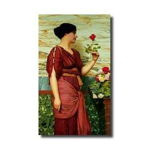  A Red Red Rose Giclee Print