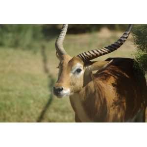  Red Lechwe Taxidermy Photo Reference CD