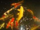 17 JAPANESE IMPORTED DOITSU SANKE LIVE KOI FISH  