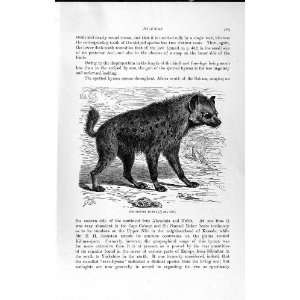    NATURAL HISTORY 1893 94 SPOTTED HYAENA WILD ANIMAL