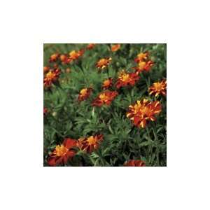   S17181 Certified Organic Red Metamorph Marigold Patio, Lawn & Garden