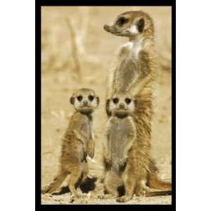   Animals Posters Meerkats   USA Meerkats   91.5x61cm