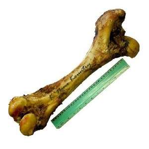  Natural 14 16 Mammoth Bones   Case/10