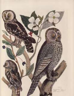 Vintage Owl Print ~American Owls ~ Plate 16  