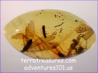   The First Fossil Queen Leaf Cutter Ant in Dominican Amber  