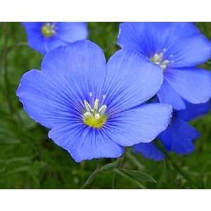  1 Lb Blue Flax (Linum perrene) Bulk Wildflower Seeds 