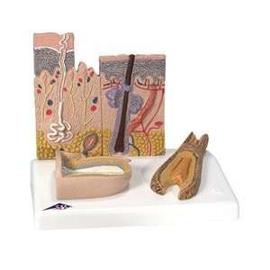 Skin Section Anatomical Model  Industrial & Scientific