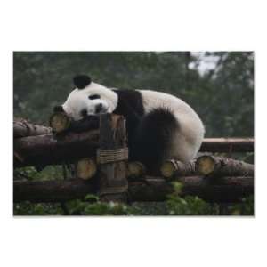 Giant pandas at the Giant Panda Protection 3 Print 