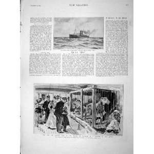   1893 LION LIONESS SULTAN ZANZIBAR QUEEN MAIL SHIP NILE