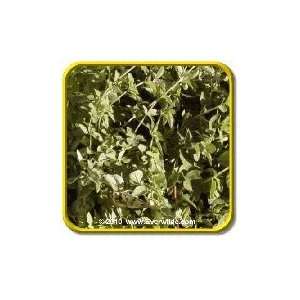   Lb   Vulgare Oregano   Bulk Herb Seeds Patio, Lawn & Garden