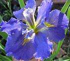 Louisiana Iris  Flareout garden/bog/pond rhizome with fans  