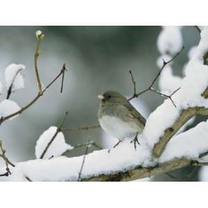  A Female Dark Eyed Junco on a Snow Covered Branch 