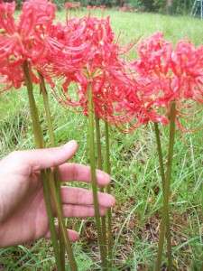 50 Red Spider Lily Bulbs Lycoris Radiata Hurricane Lily  