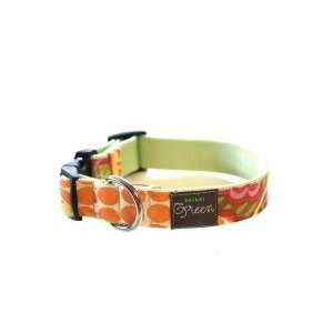  Tangerine Collar, Leash & Harness