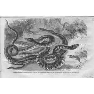  Australian Serpents In Regent Park Zoo 1860