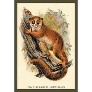 Vintage Art Black Eared Mouse Lemur   15619 8 