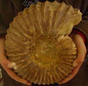15.6LB HUGE MANTELLICERAS AMMONITE FOSSIL CONCH Africa  