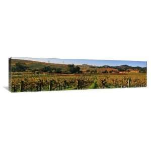  Napa Valley Vineyard   Gallery Wrapped Canvas   Museum 