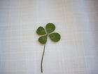 Lucky Luck 4 Leaf Clover Real RARE Four SIZE LARGE + Card