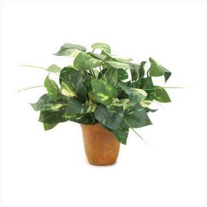  EVERGREEN POTTED IVY B36 244