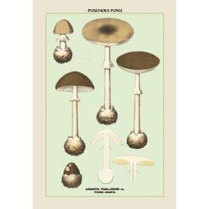   Exclusive By Buyenlarge Poisonous Amanita 20x30 poster