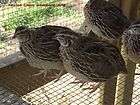 fertile quail eggs  