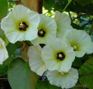   CORYMBOSA Morning Glory Vine Seeds PERENNIAL BLOOMS ALL DAY