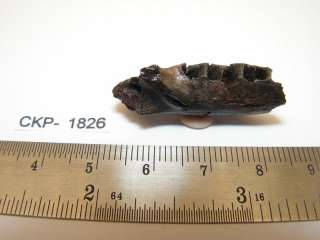 Hell Creek Formation Small Partial Mammal Jaw CKP1826  