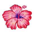 LOT OF 2 ~ HIBISCUS Temporary Tattoo MEDIUM SIZE  