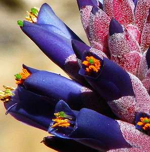 PUYA venusta BLUE PINK Bromeliad FRESH Seeds EXOTIC BLOOMS RARE  