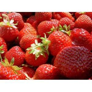  Oso Grande Strawberry March & April Bearing 30 Plant Seeds 