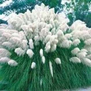 White Pampas Grass Plants Not Seeds  Lawn & Garden Nursery Plants 
