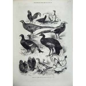  1872 Exhibition Game Birds Bantams Crystal Palace Print 