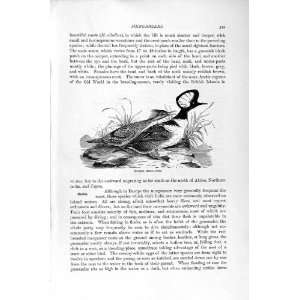   NATURAL HISTORY 1895 HOODED MERGANSER BIRDS OLD PRINT