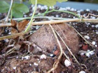 Coccinia quiquilobata   caudiciform   10 seeds  