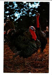 Old Turkey Turkeys Strongbow Inn Valparaiso IN Postcard  