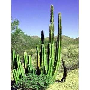  Whisker Senita Cactus 20 Seeds   Lophocereus schotti 