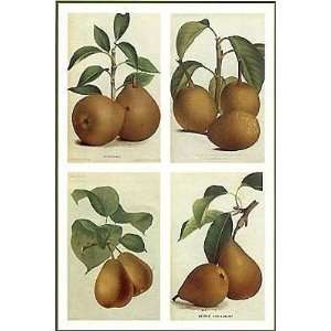 Pear Varieties Poster Print 