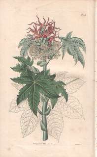 Curtis/Botanik Kupferstich, Rizinus * 1827  