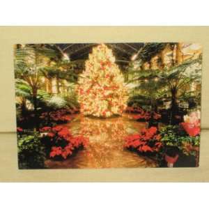 2001  Longwood Gardens  Post Card   Holiday Tree & Lights In The 