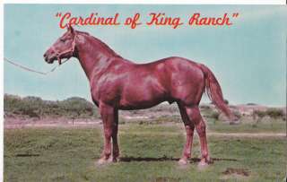 Welcome Horse Postcards and Collectibles are our Specialty