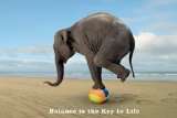 Poster Elefant auf Ball   Größe 61 x 91,5 cm   Maxiposter