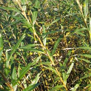 Hanfweide / Korbweide (Salix viminalis) Weide, Wildgehölze im 