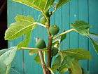 Pfälzer Frucht Feige, Pflanze, Ficus im 2 Liter Contain