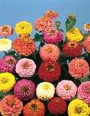 Zinnia Lilliput Mix 100 Flower Seeds ~SALE~  